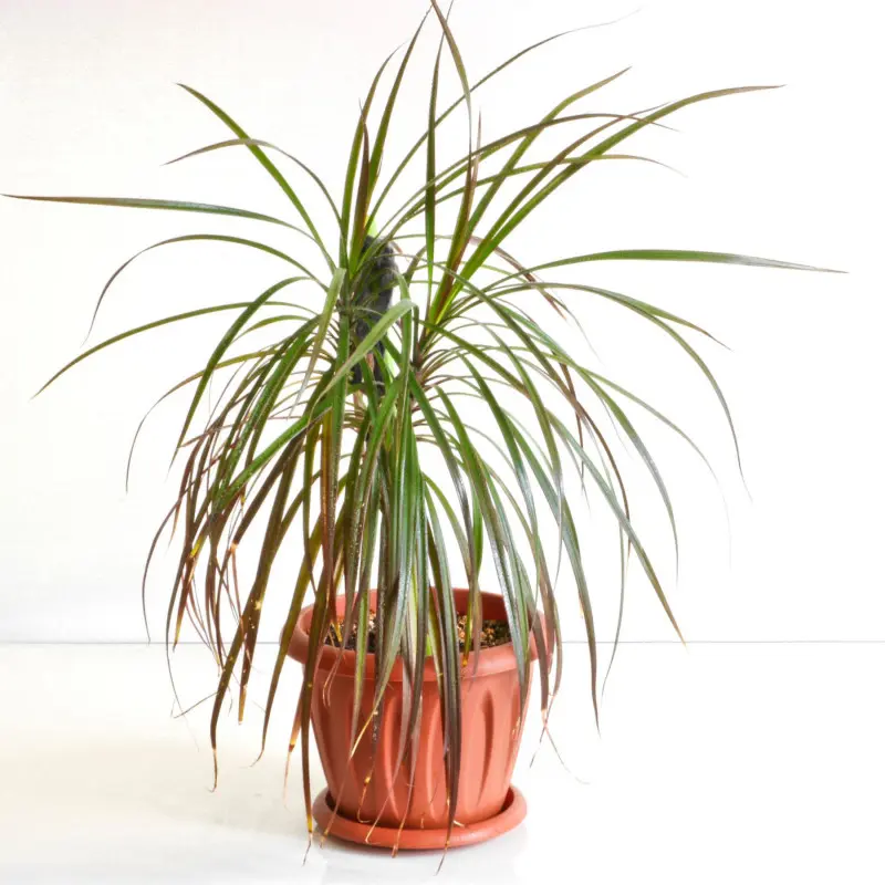 Dracena obrzeżona