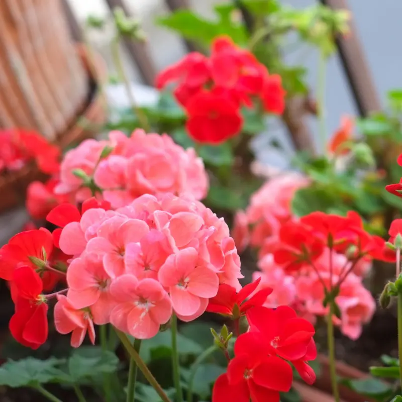 Pelargonia