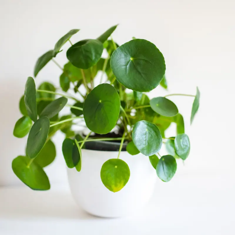 Pilea peperomioides