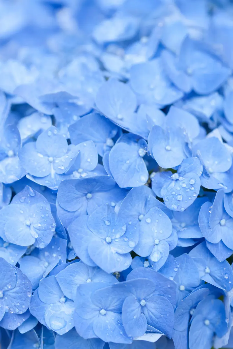 Hortensja hydrangea - wodny krzew