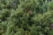 Juniperus chinensis