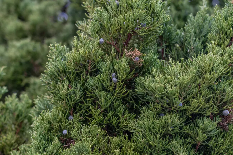 Juniperus chinensis Juniperus chinensis
