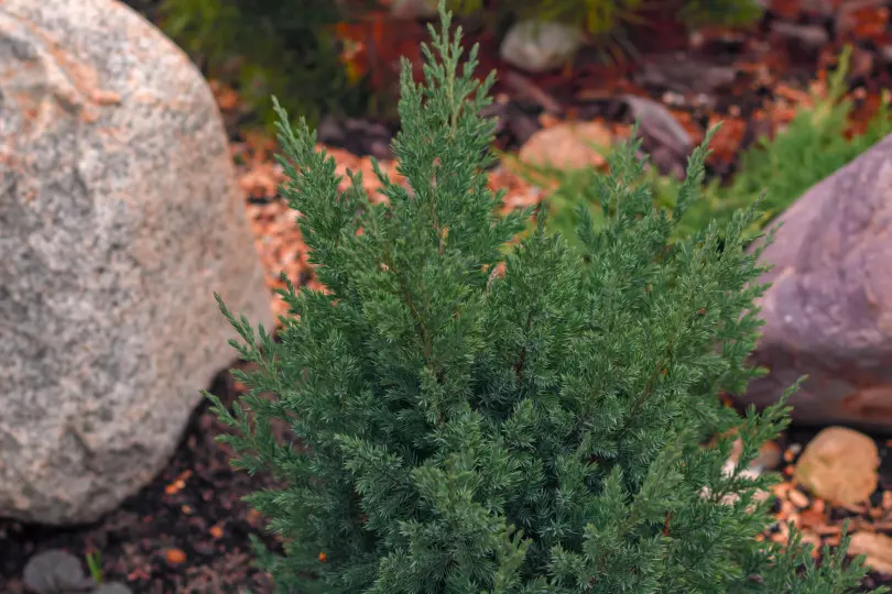 Juniperus squamata 'Blue Star' Juniperus squamata 'Blue Star'