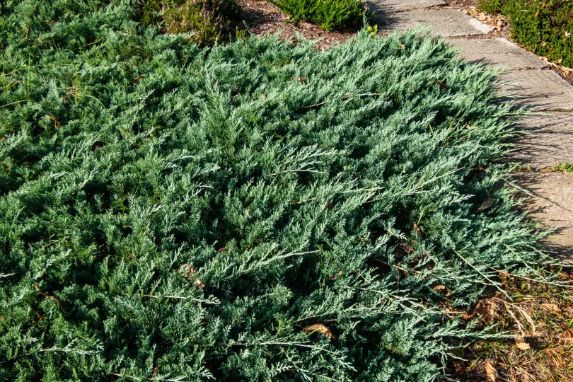 Juniperus horizontalis 'Douglasii' Juniperus horizontalis 'Douglasii'