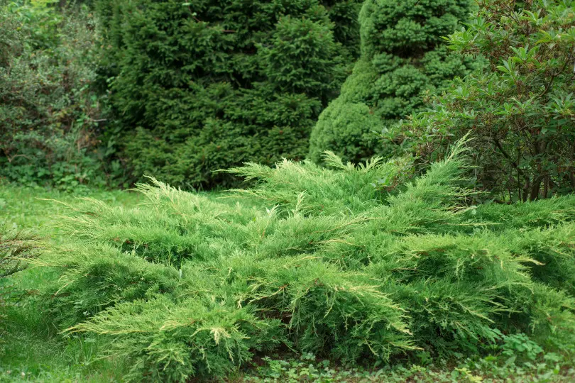 Juniperus horizontalis Juniperus horizontalis