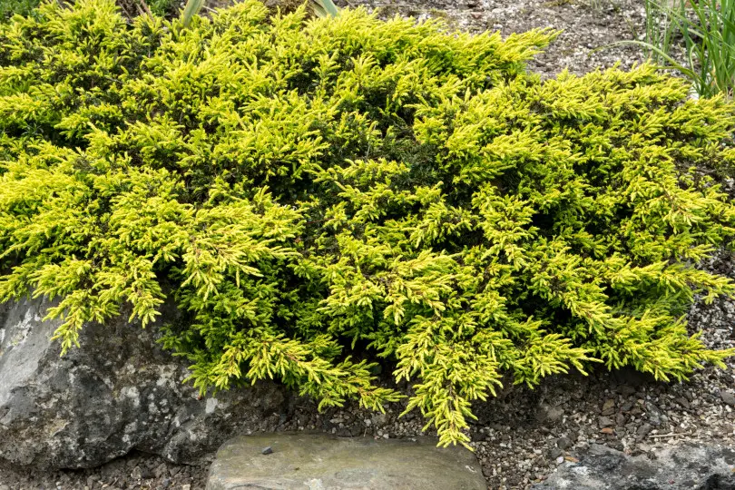 Juniperus communis 'Goldschatz' Juniperus communis 'Goldschatz'