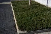 Juniperus communis 'Green Carpet'