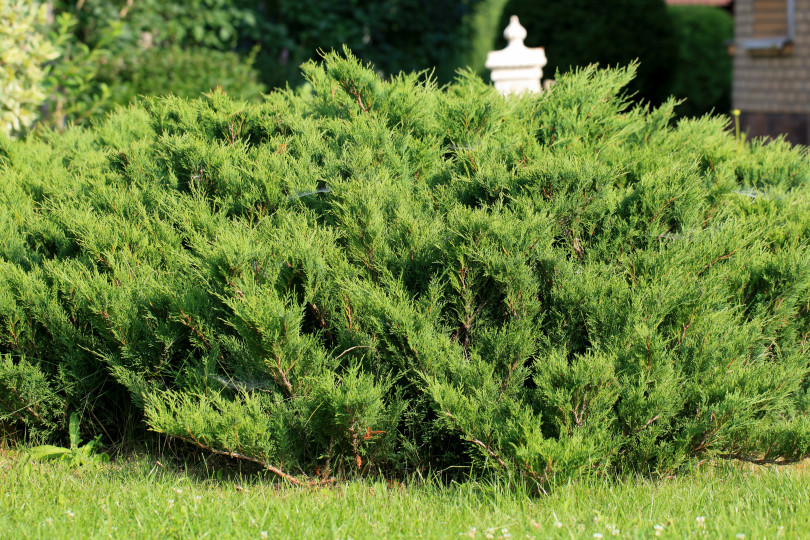 Juniperus sabina Juniperus sabina