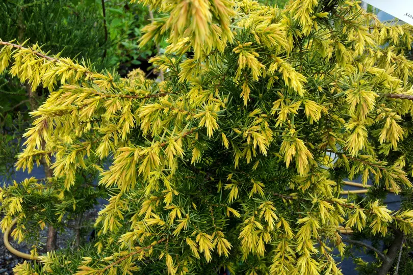 Juniperus communis 'Golden Showers' Juniperus communis 'Golden Showers'