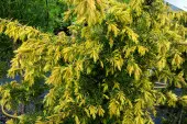 Juniperus communis 'Golden Showers'