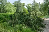 Juniperus communis ‘Horstmann’
