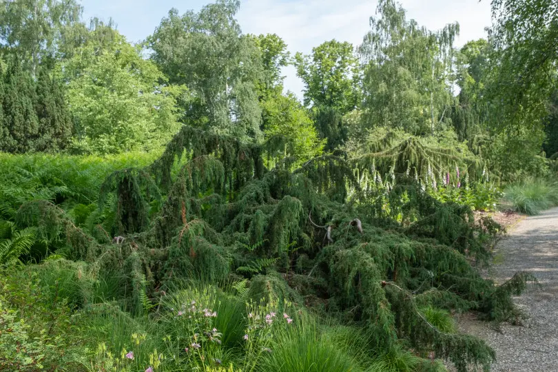 Juniperus communis ‘Horstmann’ Juniperus communis ‘Horstmann’