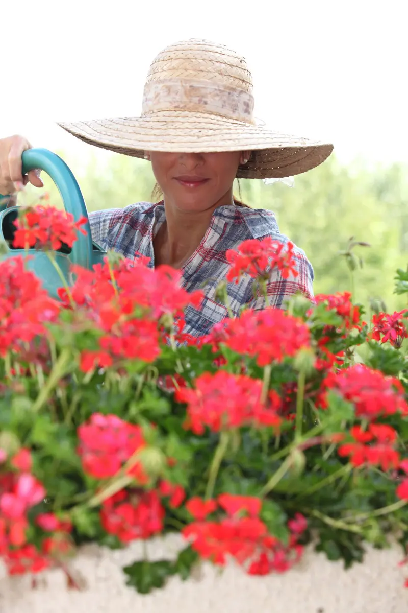 Masz pelargonie? Podlewaj je w ten sposób, a nie przestaną kwitnąć