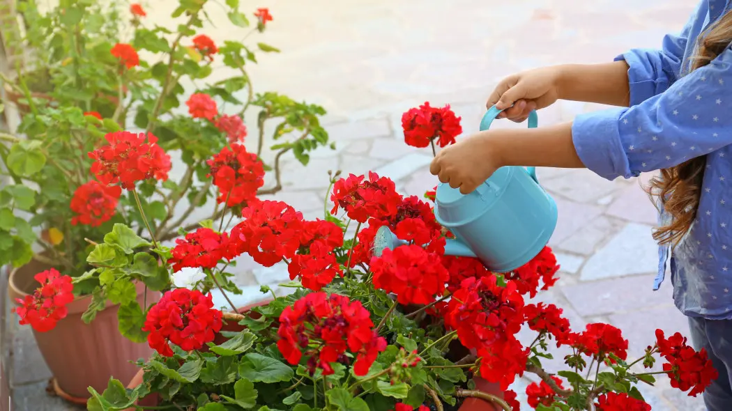 Podlewaj tym pelargonie raz w tygodniu. Będą kwitnąć aż do mrozów
