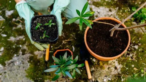 Jak rozmnożyć oleandra? Poznaj dwa proste sposoby na nowe sadzonki