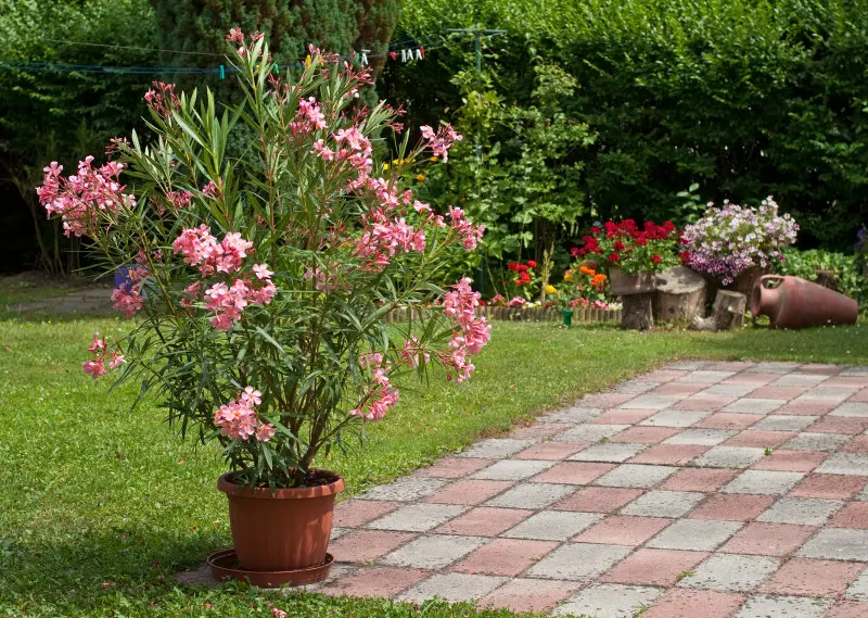 Oleander w donicy - jak go rozmnożyć