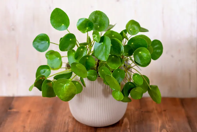 Pilea, pieniążek po przycinaniu - zagęszczony pokrój