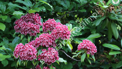 Kalmia szerokolistna 'Kaleidoskop'