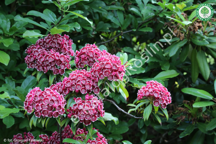 Kalmia szerokolistna 'Kaleidoskop'