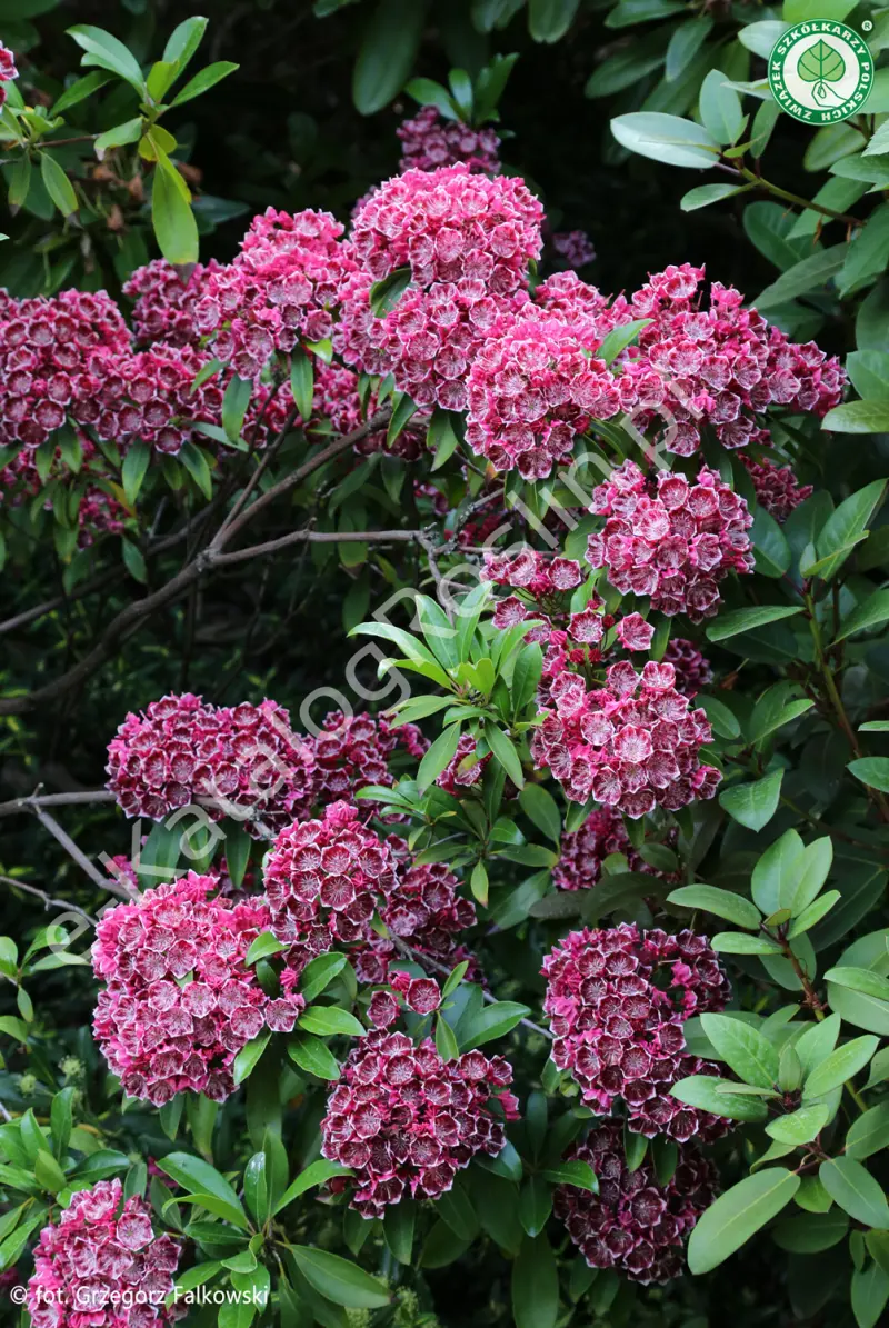 Kalmia szerokolistna 'Kaleidoskop'