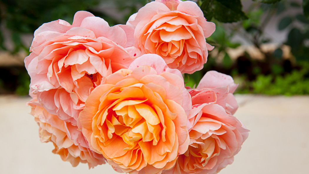 Róża ABRAHAM DARBY (Auscot)