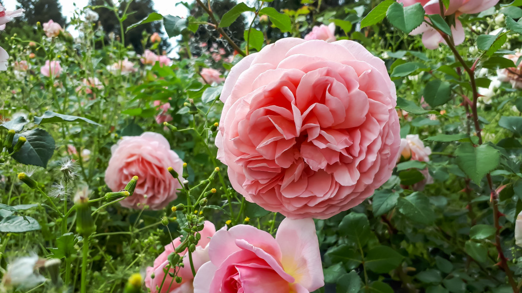Róża ABRAHAM DARBY (Auscot)