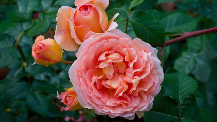 Róża 'Abraham Darby'