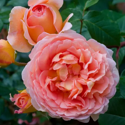 Róża 'Abraham Darby'
