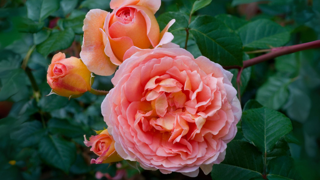 Róża ABRAHAM DARBY (Auscot)