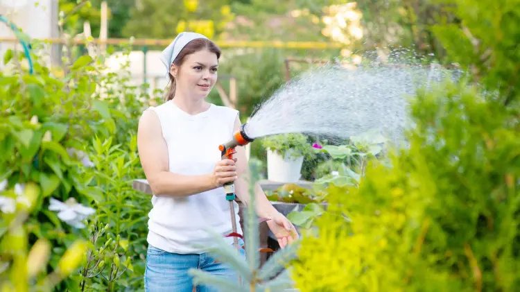 Nie podlewaj w upał! Ten nawyk szkodzi bardziej niż susza