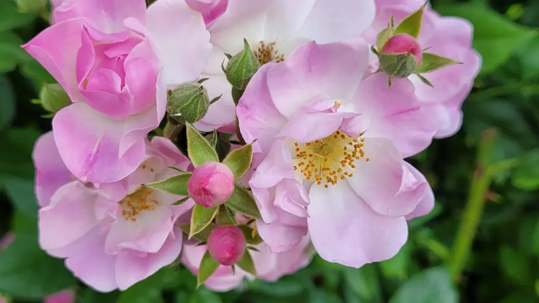 Róża 'Apple Blossom'