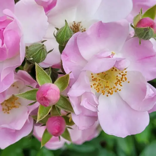 Róża 'Apple Blossom'