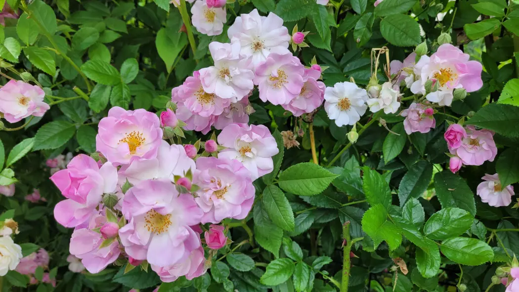 Róża 'Apple Blossom'