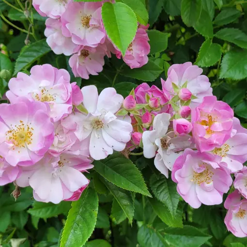 Róża 'Apple Blossom'