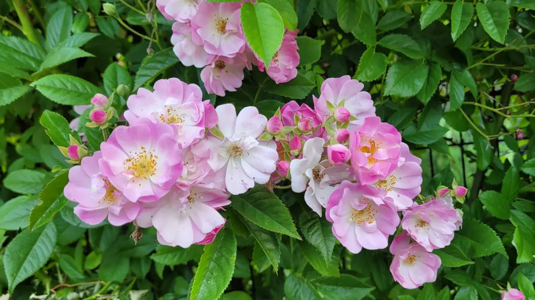 Róża 'Apple Blossom'