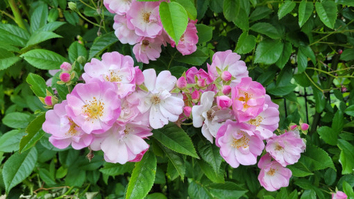 Róża 'Apple Blossom'