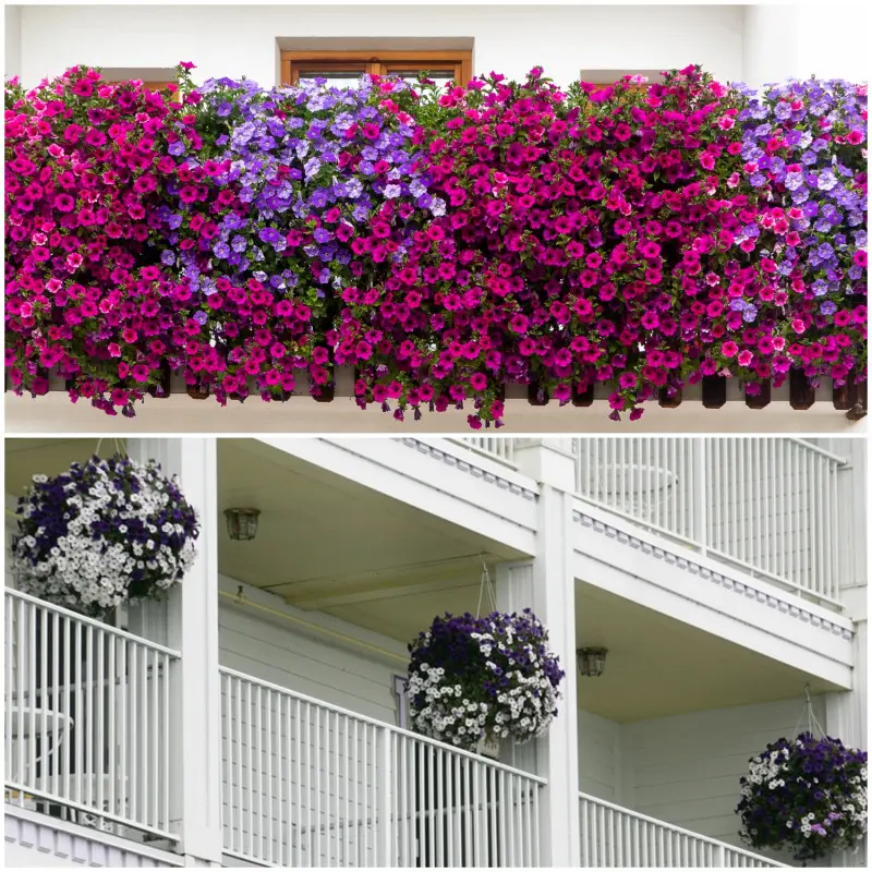 Balkon z kurtyną zwisających kwiatów i kwiatowe kule