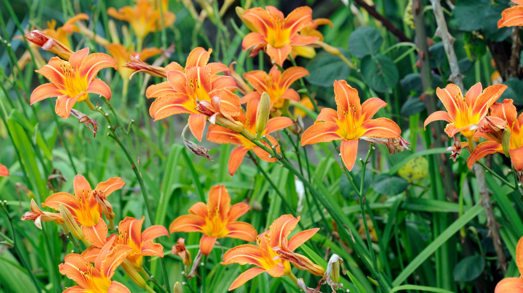 Liliowiec rdzawy Hemerocalis fulva