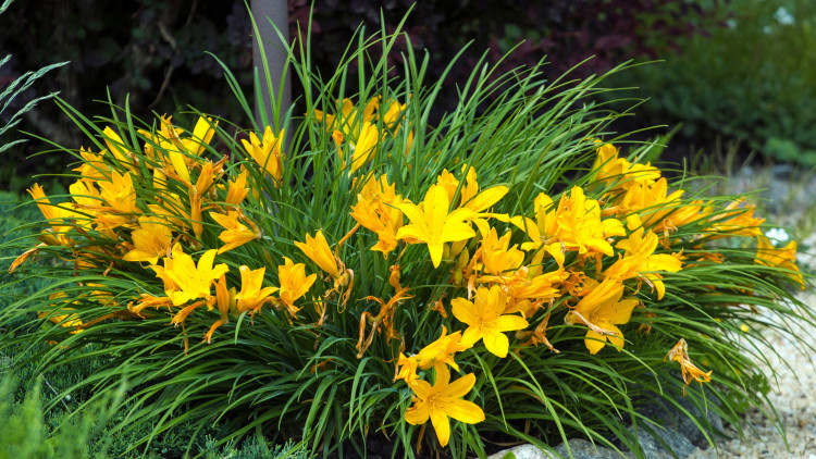 Co się stanie, gdy posadzisz liliowce pod drzewami? Efekt Cię zaskoczy