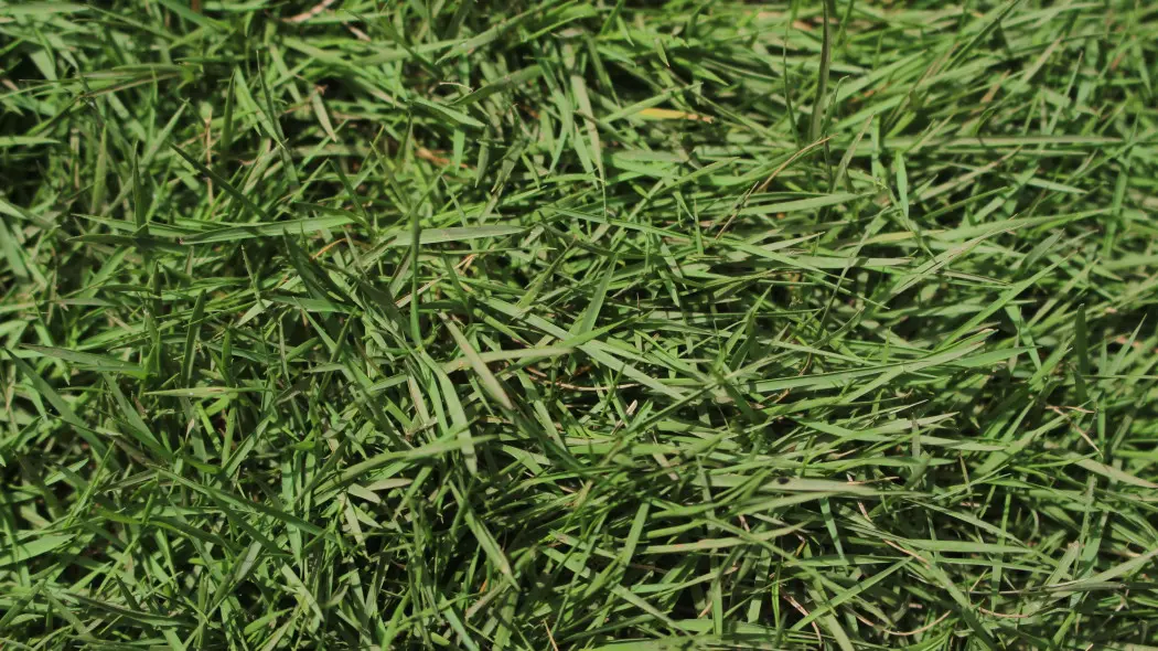 Mietlica rozłogowa (Agrostis stolonifera)