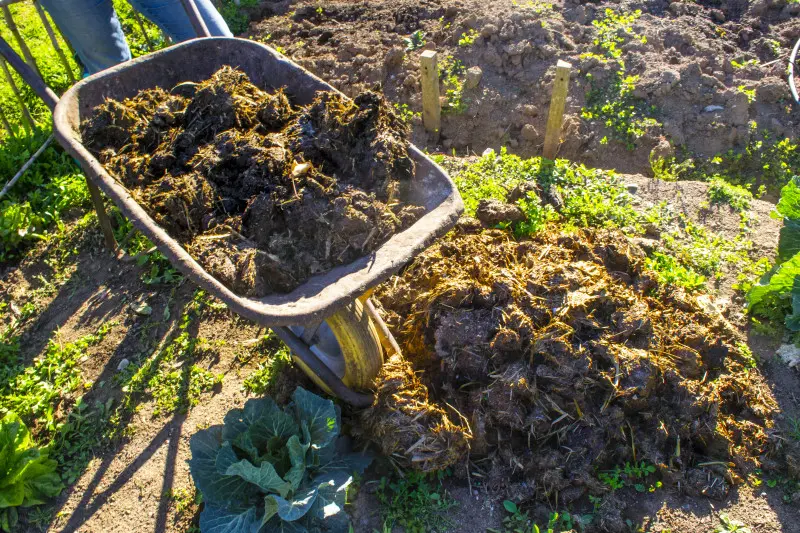 Świeży obornik koński przygotowany do nawożenia ogrodu