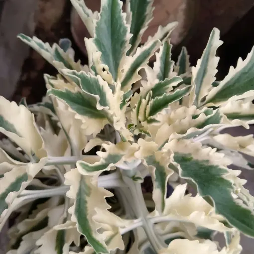 Lawenda 'Meerlo'