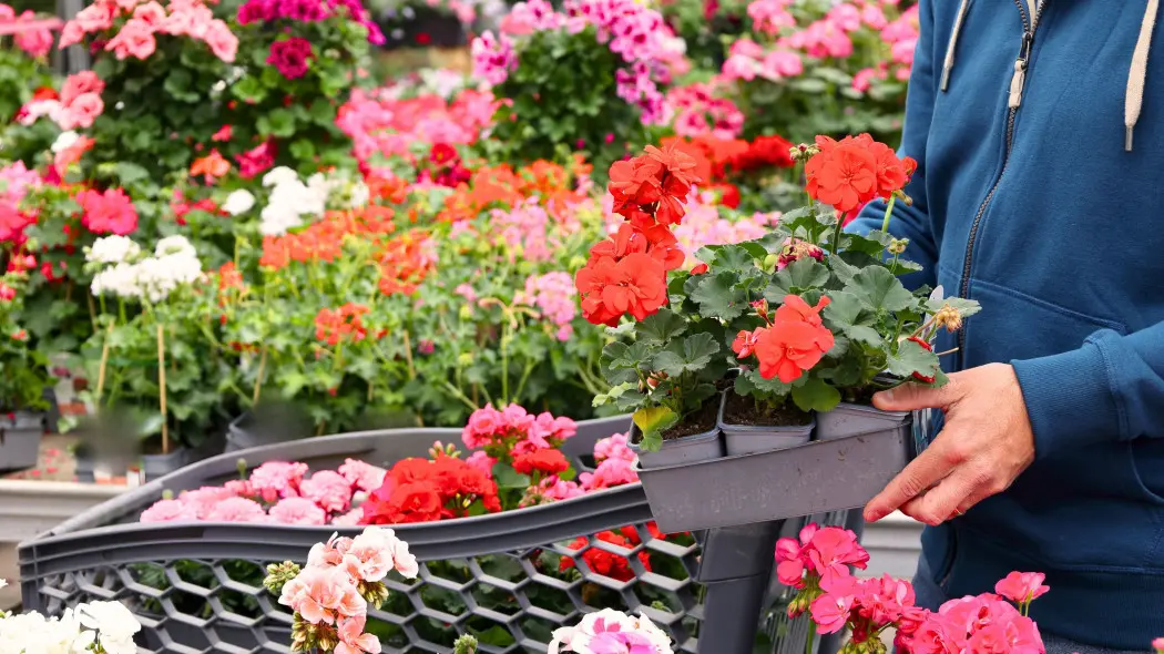 Pelargonie do ogrodu i donicy – jakie gatunki wybrać