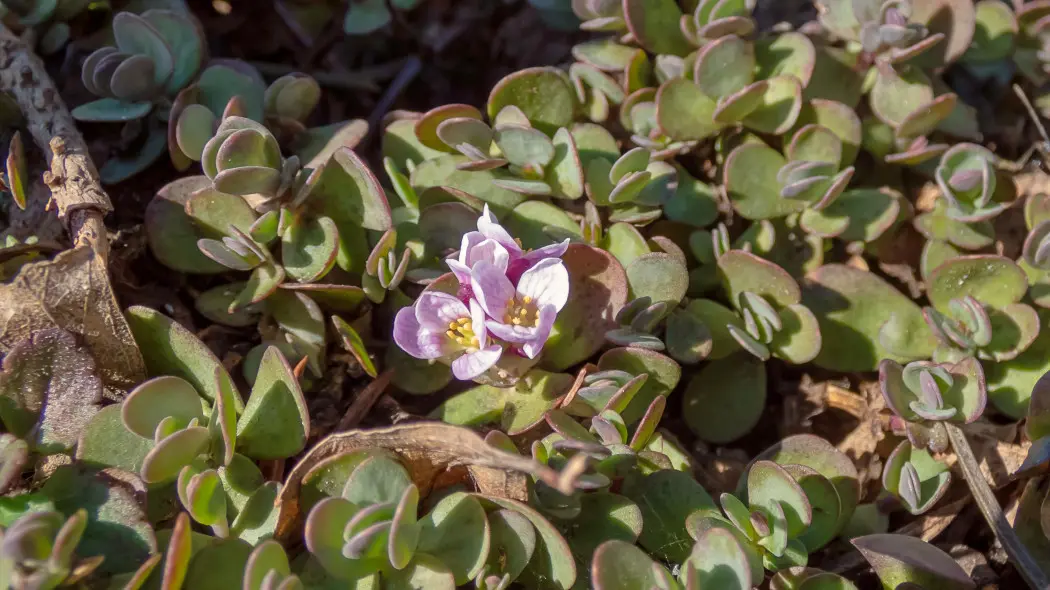 Skrzydlinka naprzeciwlistna (Aethionema oppositifolium)