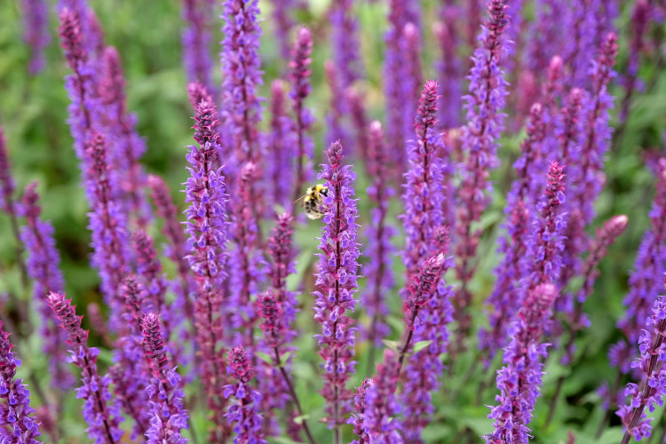 Przypomina lawendę, ale jest mniej wymagająca i bardziej odporna. Może rosnąć w półcieniu i kwitnie 2 razy w sezonie!