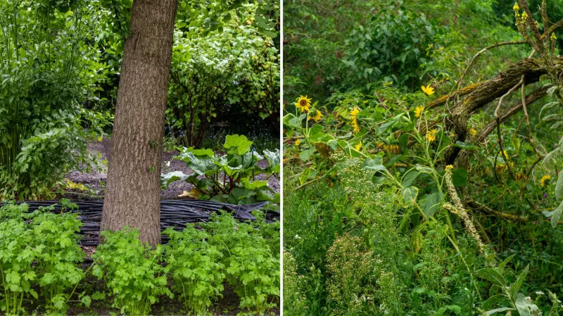 Ogród leśny food forest – las żywnościowy w ogrodzie