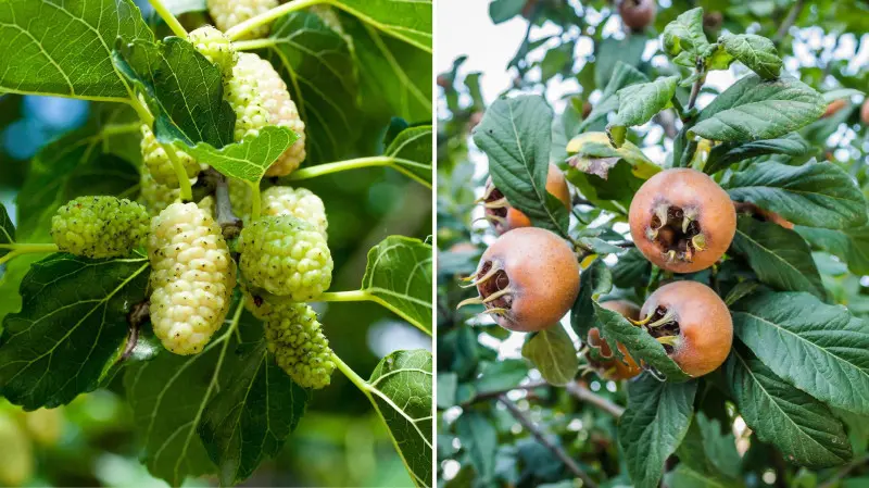 Las żywnościowy - Food forest - morwa i nieszpułka