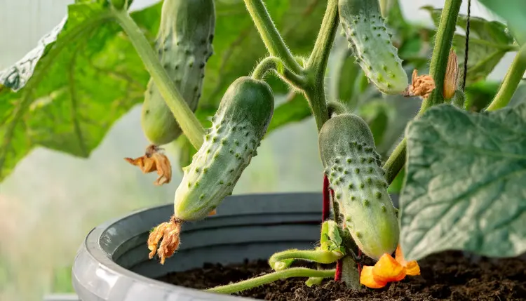 Ogórki w donicy? Tak, ale pamiętaj o 1 ważnej rzeczy – bez tego nie licz na plony