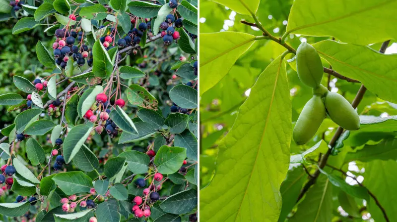 Las żywnościowy - Food forest - świdośłiwa i urodlin