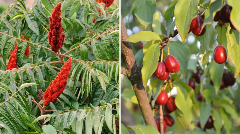 Las żywnościowy - Food forest - sumak i dereń
